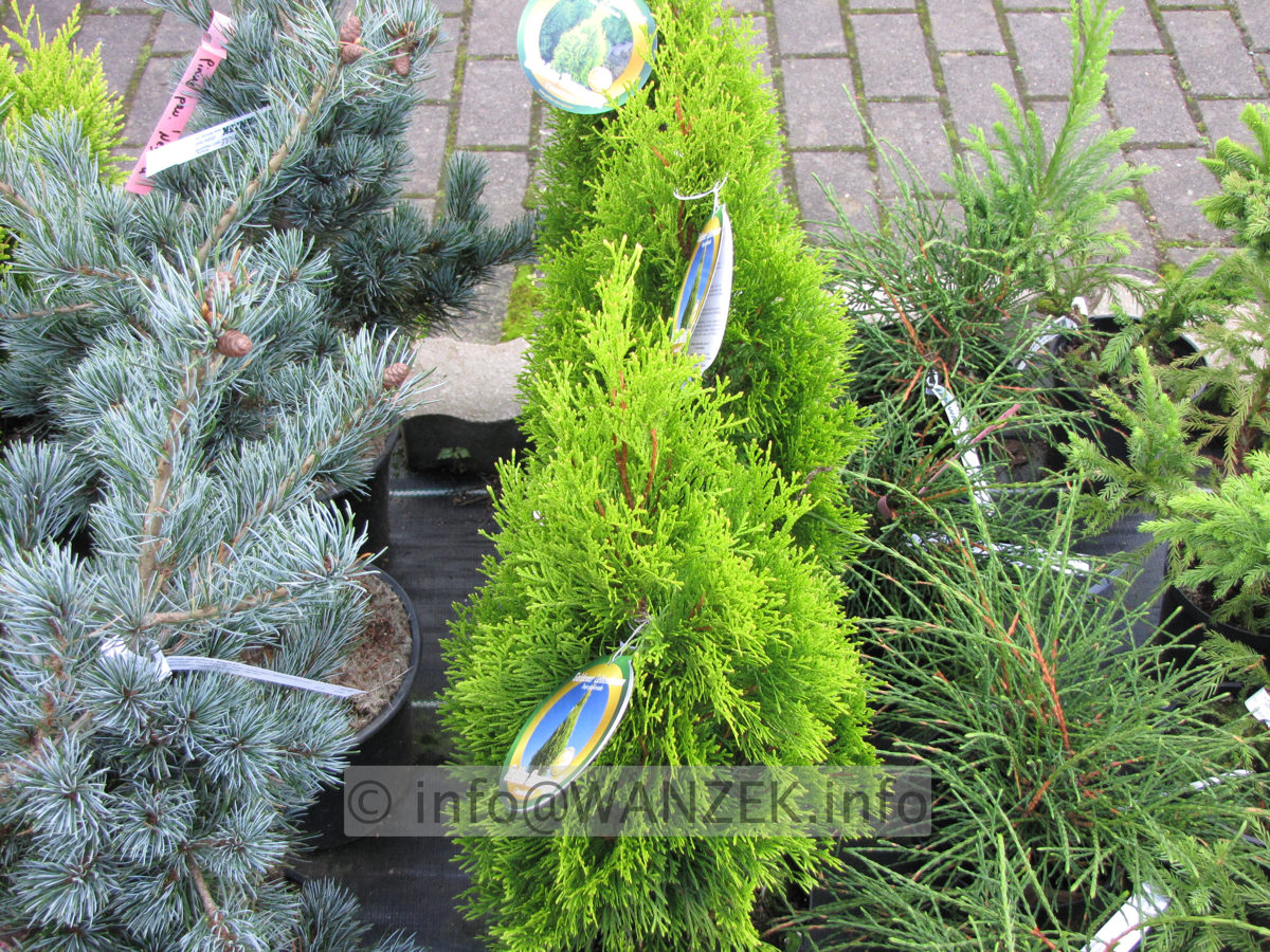 Thuja occidentalis Golden Smaragd.JPG